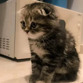 веслоухая кошка