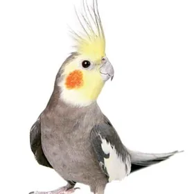 karela popugay