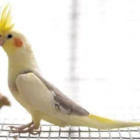 popugay korela