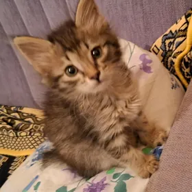 котёнок девочка в добрые руки