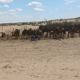köşegli düýeler