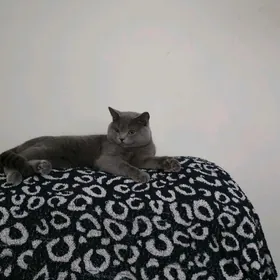кот pisik