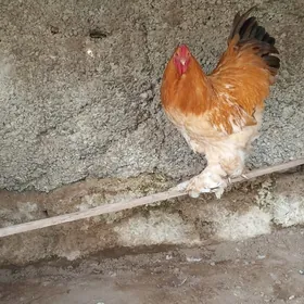 Brama