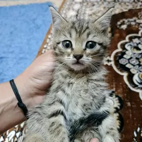 малыши котята