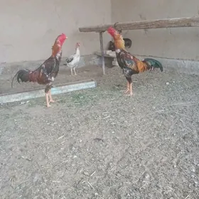 ttaşkent horaz