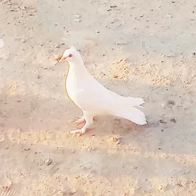 guş