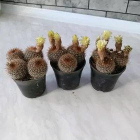 КАКТУС