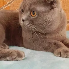 Кот