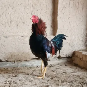 BAÝSY