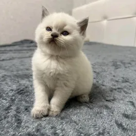 Чистокровные котята