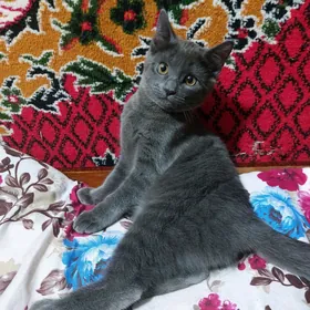 Кошка pisik