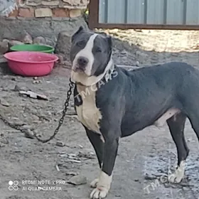 pitbul