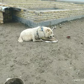 Akgus