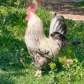 Horaz