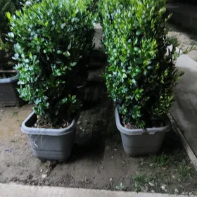 Burcina