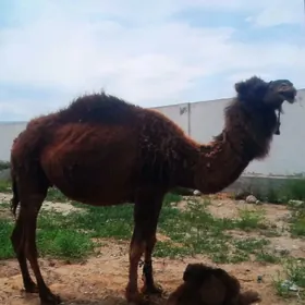 2 sany kòşòkli dűýe