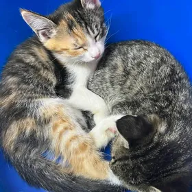 котята