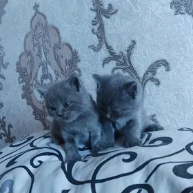 британцы