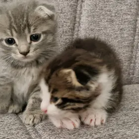 Шотланские котята