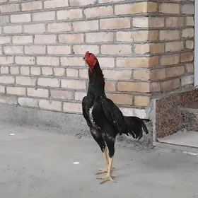 turk