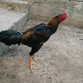 jüýje paroda