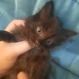 Котята Pişik