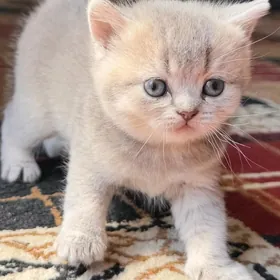 Шотландский чистокровный кошк