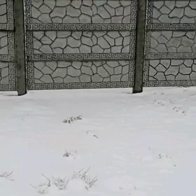 Haýat (Beton Zabor)