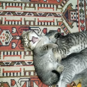 котята шотландские шиншиллы