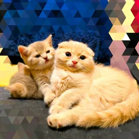 ШОТЛАНДСКИЕ КОТЯТА