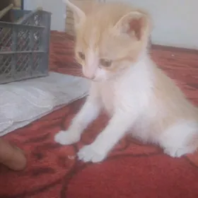 Pişik ( Кошка)