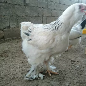 Yumurtga