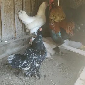 yaponcik