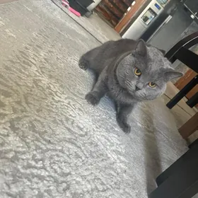 кот для свиданий