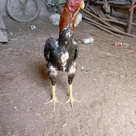 horazhoraz