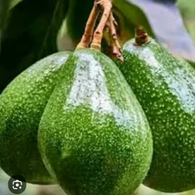 TURK NAHAL BANAN