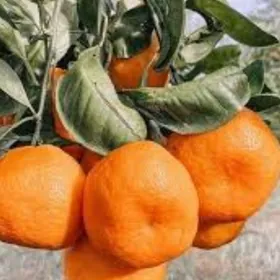 TUR NAHAL MANDALIN