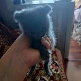 котята