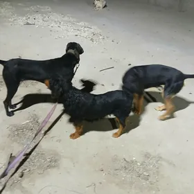 Ahotnik Awçy Spanel KuçkarTazy