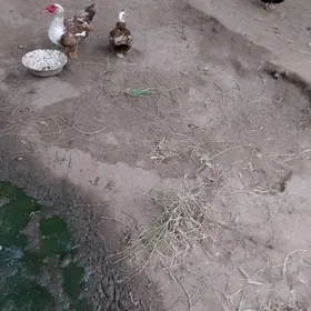 Induşka