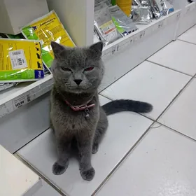 pişik satlyk