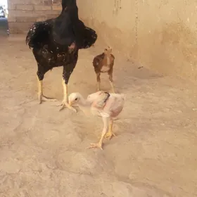 baysow meki