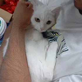 pişijek weterinar bolyp işleý