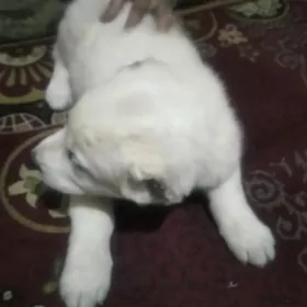 haywan