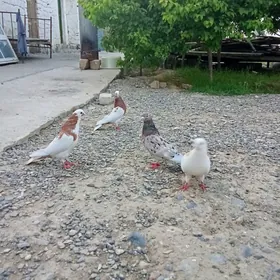 Kepderi