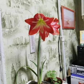Амариллис