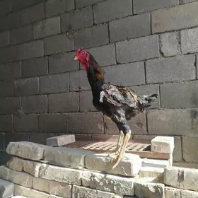 ORGİNAL KAREÝ ÖZBEK