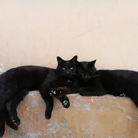 кошки