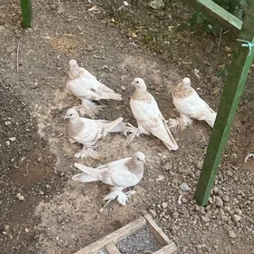 Голуби