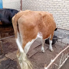 Sygyr.